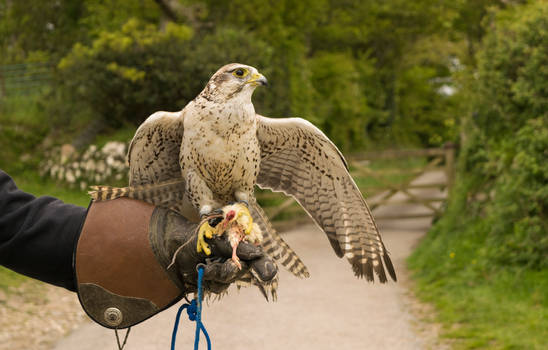 Gyrfalcon