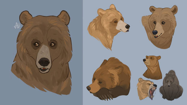 Studies: Grizzly bear 01