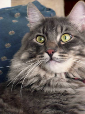 Stevie by Jodee Stevie by Jodee