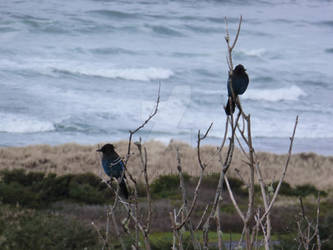 Steller's Jays