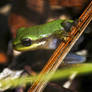 Pacific Tree Frog on a Pine needle