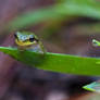 Tree Frog on a blade of grass