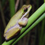 Eastern dwarf tree frog