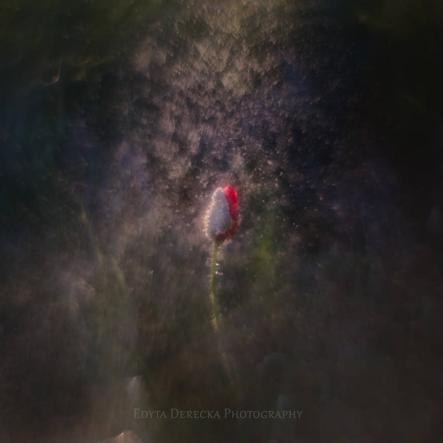 story about poppy bud standing lonely in the rain by artistmore