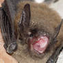 bat3