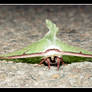 luna moth full