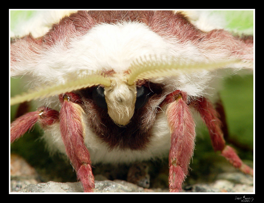 Luna Moth Face By Rhyinsdad On Deviantart Luna Moth Face By Rhyinsdad On Deviantart
