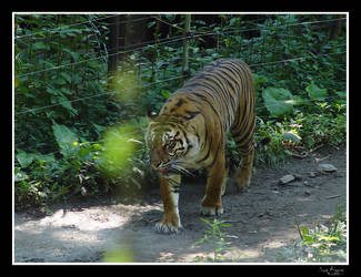 tiger walk