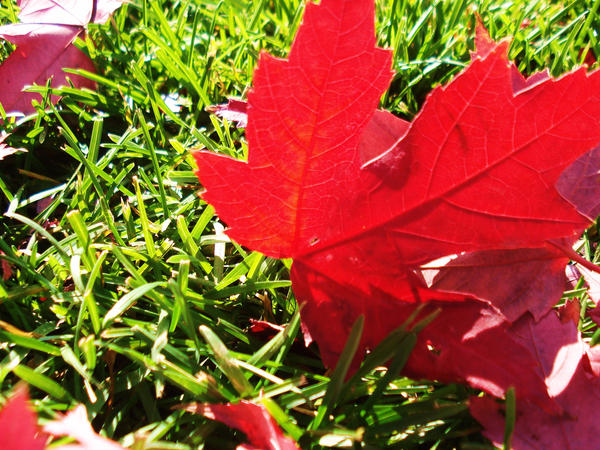 Red and Green