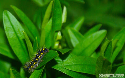 Colored caterpillar