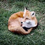 Snug Foxy