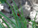 Ladybug by hAaRnTs