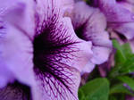 Dark Purple by hAaRnTs