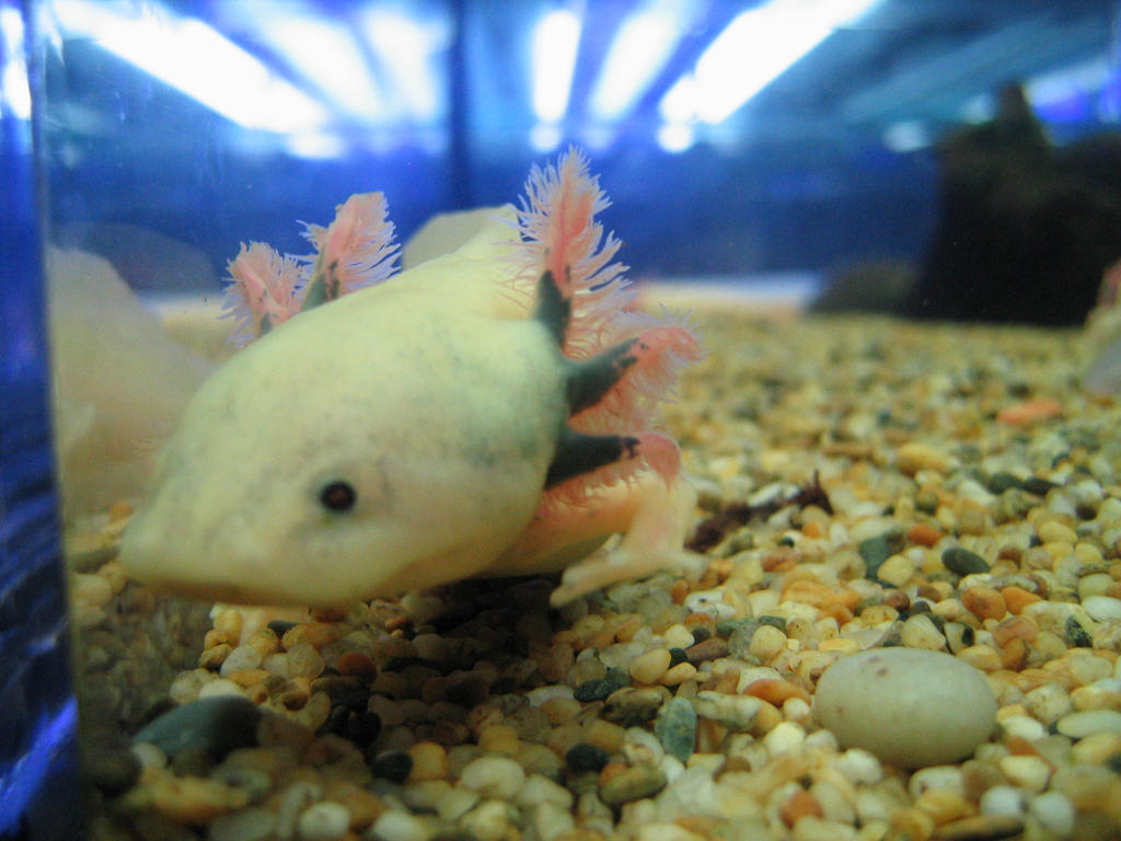 Axolotl Albino White Smile By Jdept On Deviantart Axolotl Albino White Smile By Jdept On Deviantart