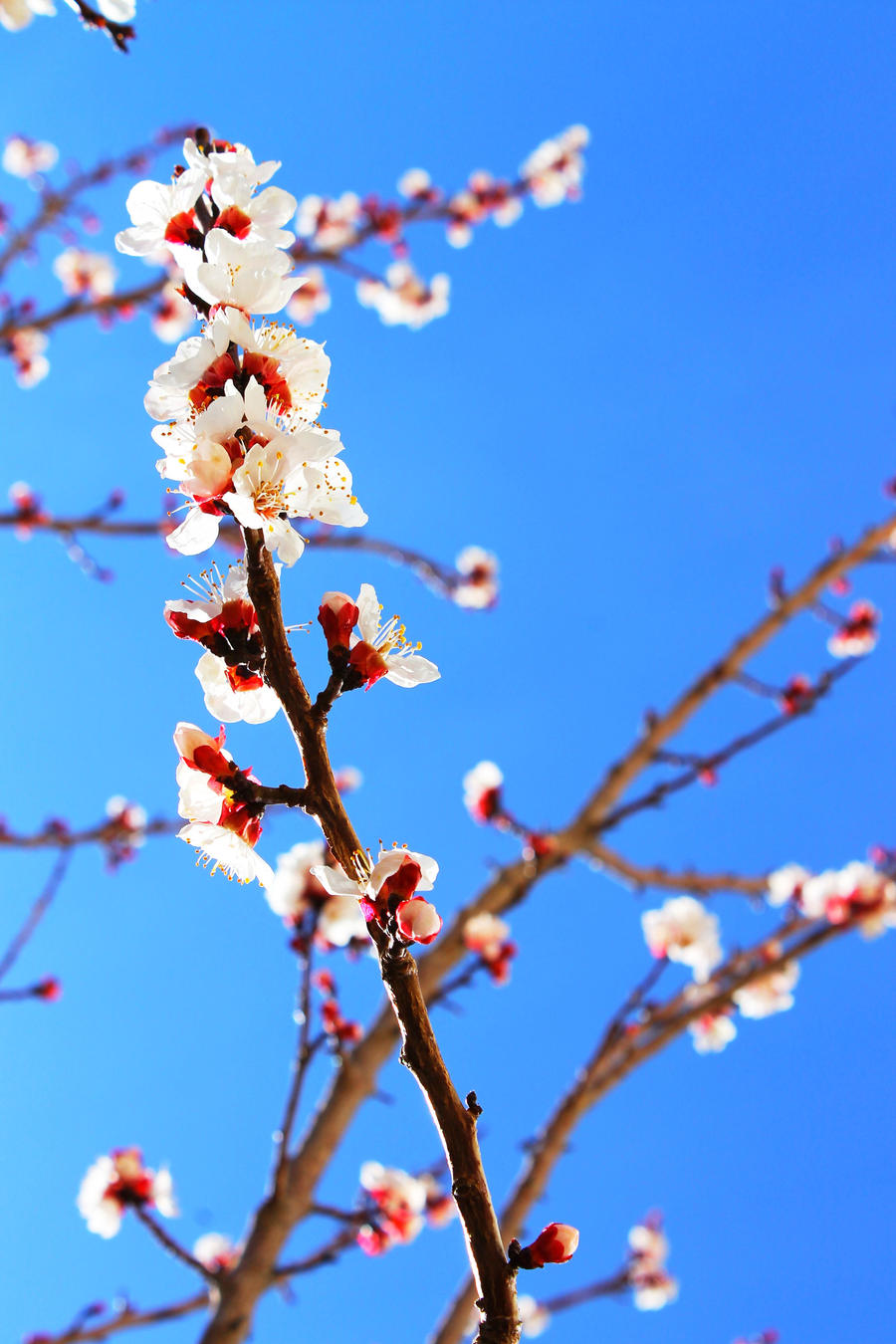 Blossoms