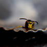 wasp