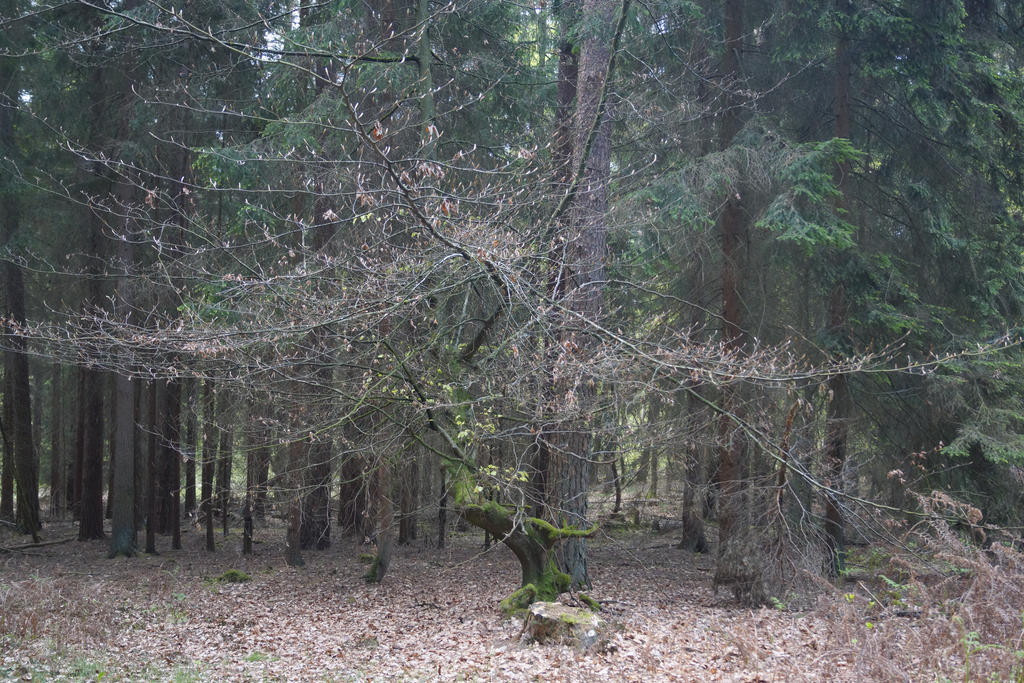 The Exploding Tree by Vertauer on DeviantArt