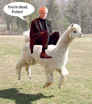 Draco Malfloy and his alpaca