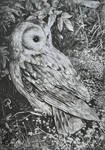Hide and seek (owl) by pierzyna