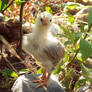 Chick