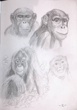 [AWP] Sketches : study of apes faces