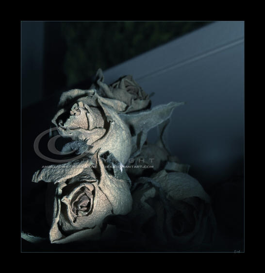 :: Dead roses :: by DesigningDivas on DeviantArt