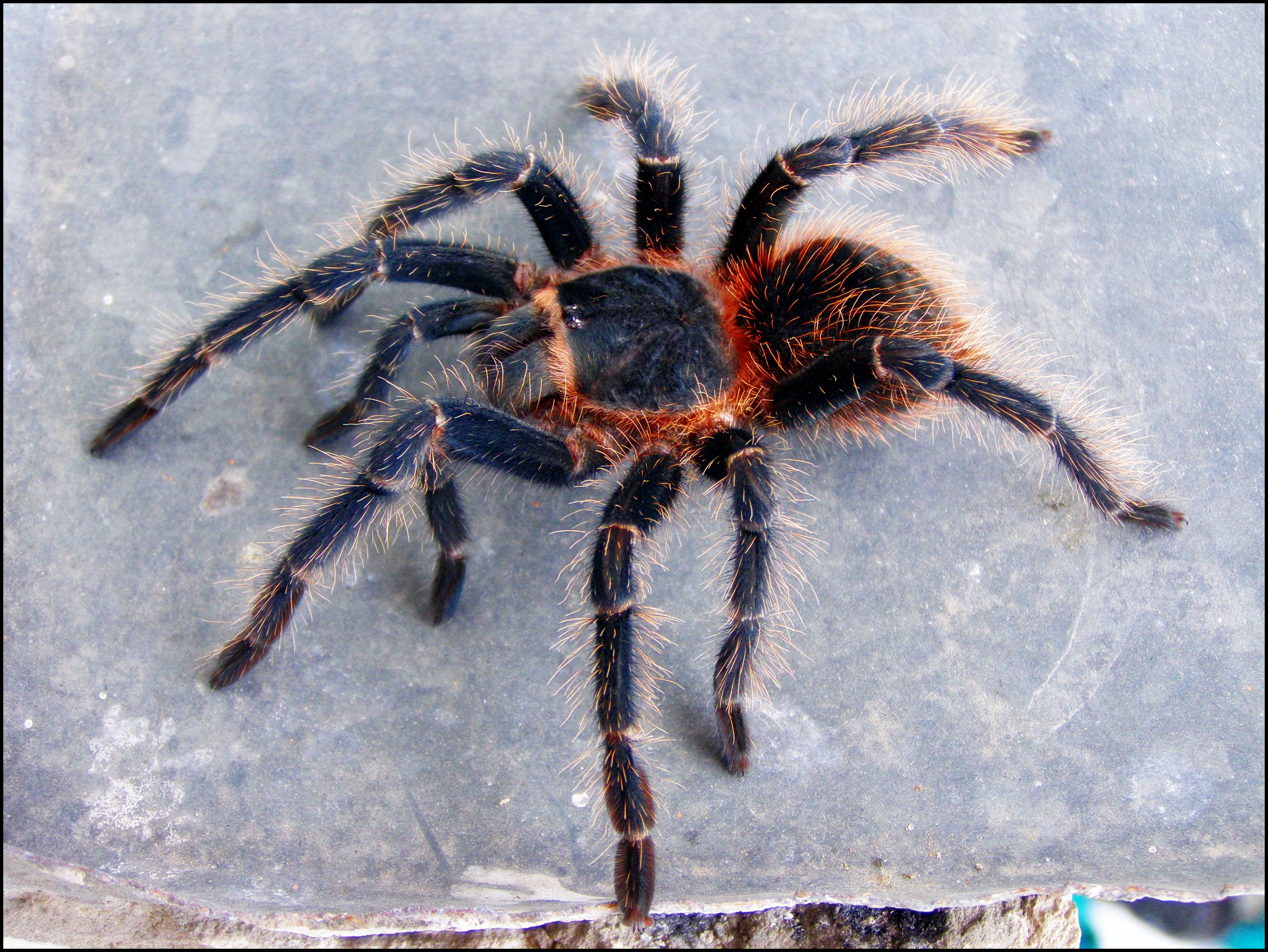 Видеть большого паука. Ласиодора парахибана паук. Lasiodora parahybana паукообразные Южной Америки. Топ 10 самых больших пауков в мире. Покажи самого большого и страшного паука.