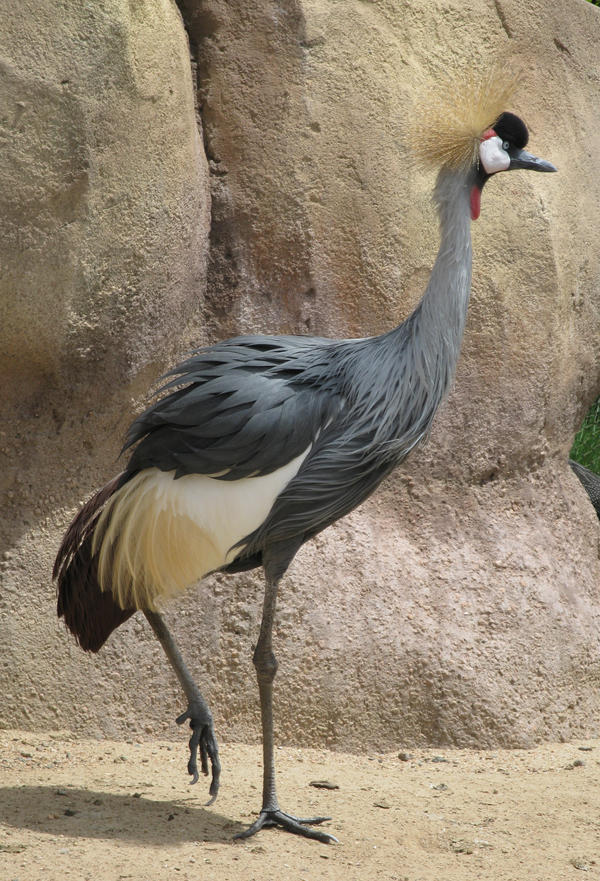 Crested Crane