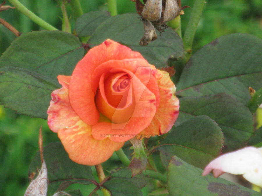 Freyed Roses Firey Rose by Artistic-Vixen on DeviantArt
