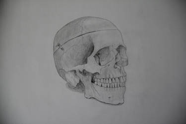 A skull