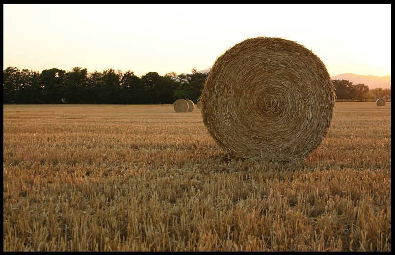 Harvest