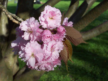 Cherry Blossom Cluster