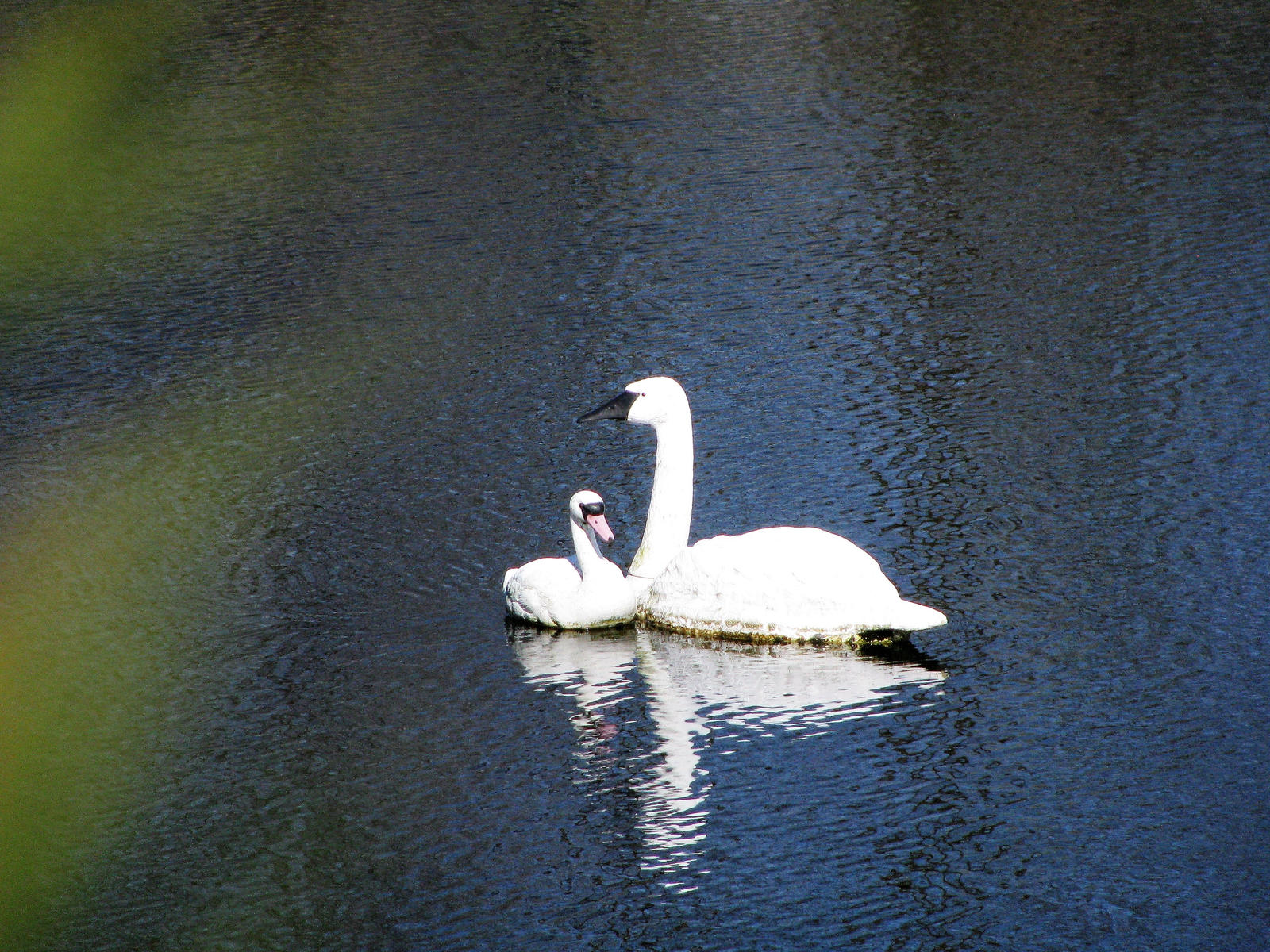 Swan Lake