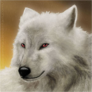 Arctic Wolf