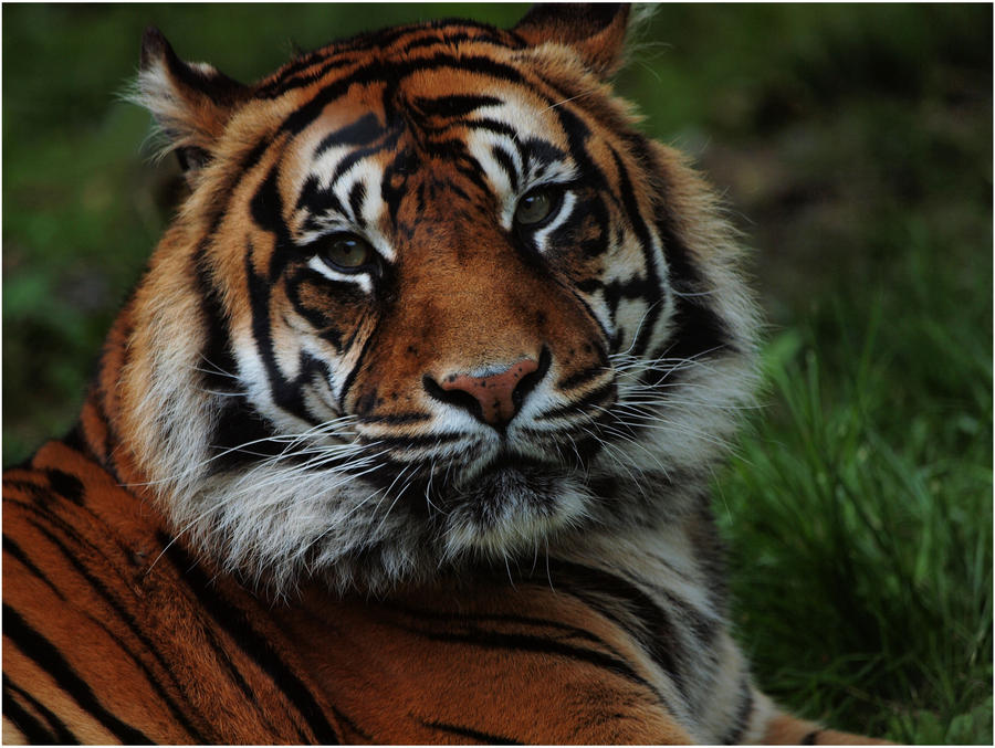 Sumatran Tiger