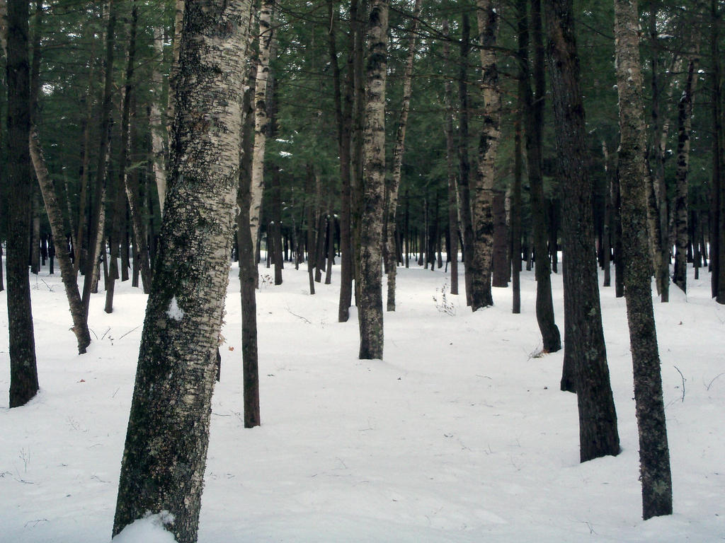 Infinity Forest by Robotechnic on DeviantArt