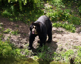 Spectacled Bear