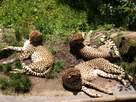 Cheetahs in the Sun