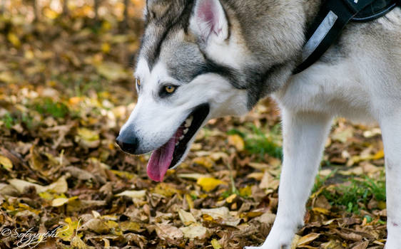 Autumn Husky