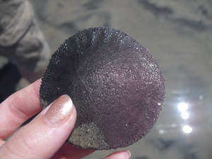 Sand Dollar Alive