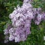 Purple Lilacs