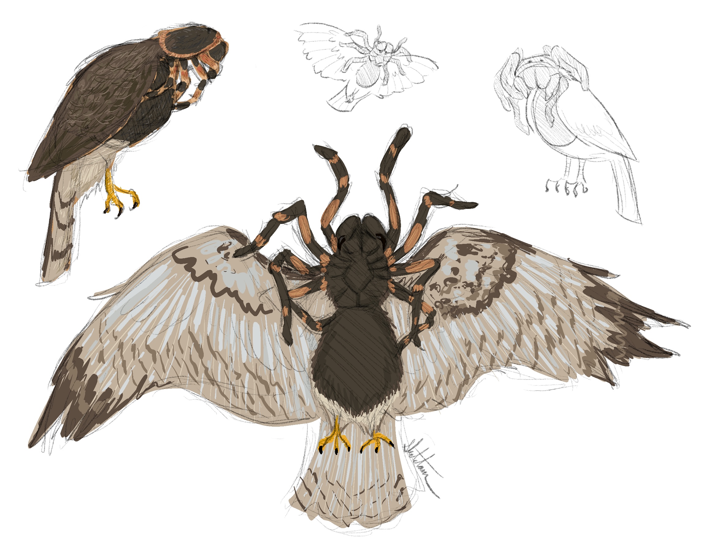 Tarantula Deviantart Tarantula Hawk! by Skeletam on DeviantArt