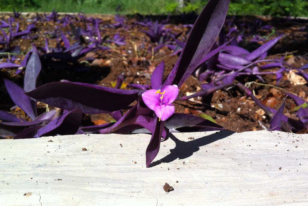 Purple Flag