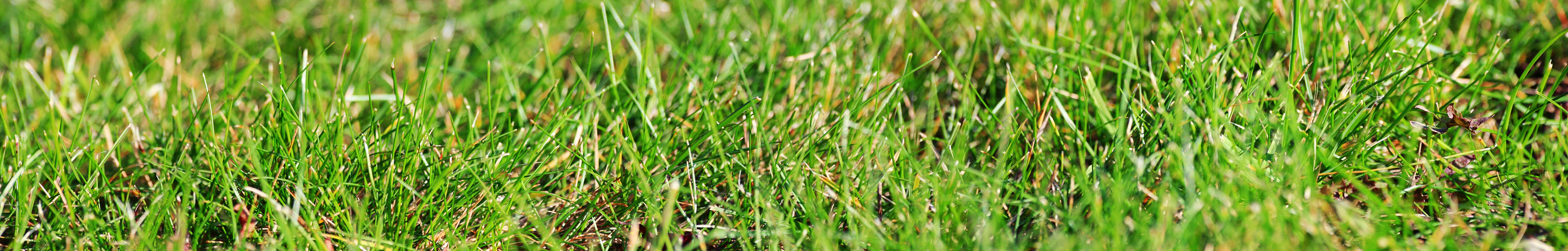 Widescreen grass wallpaper