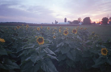 fields of sunshine