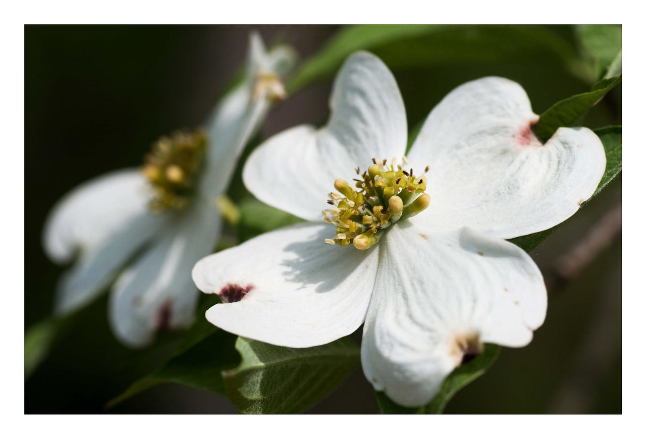 dogwood 2015 2