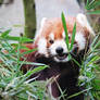 Red Panda #2