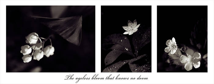 Ageless Bloom