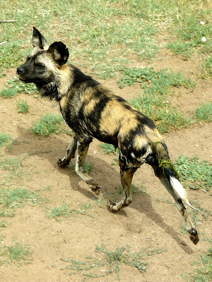 African Wild Dog