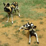 African Wild Dogs II